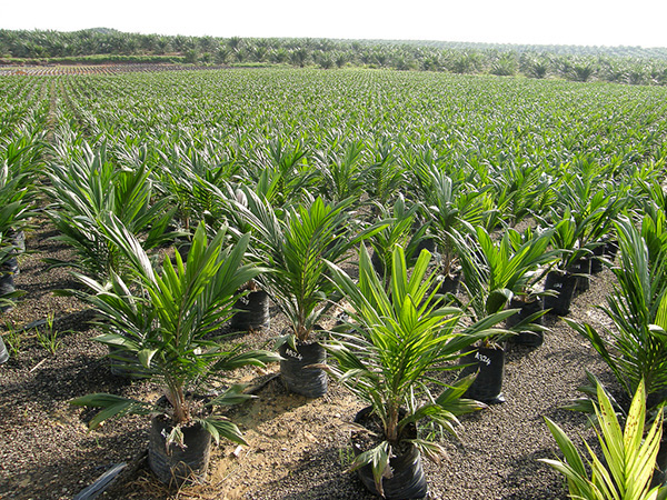 oil-palm's image
